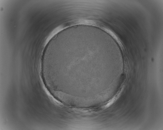 X0000087640999200705031506