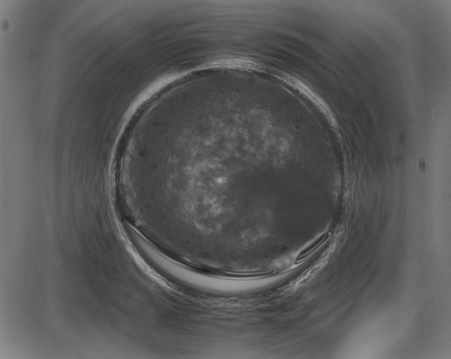 X0000087641037200705031505