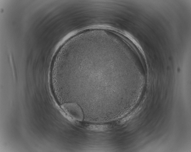 X0000087641237200705031502