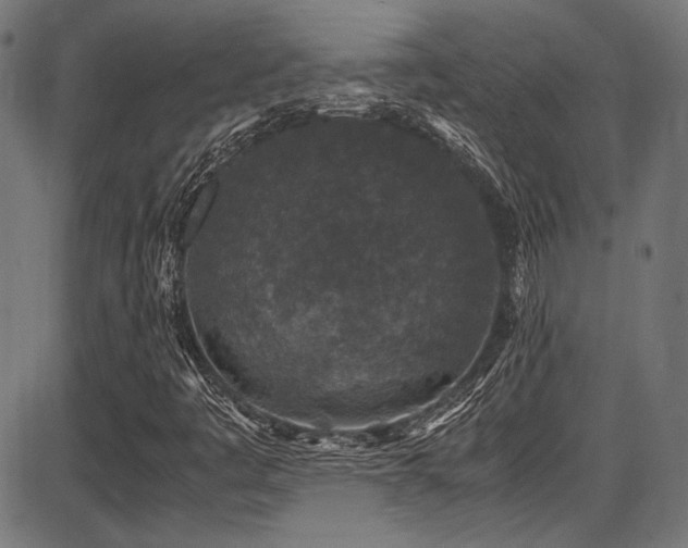 X0000087641445200705031458