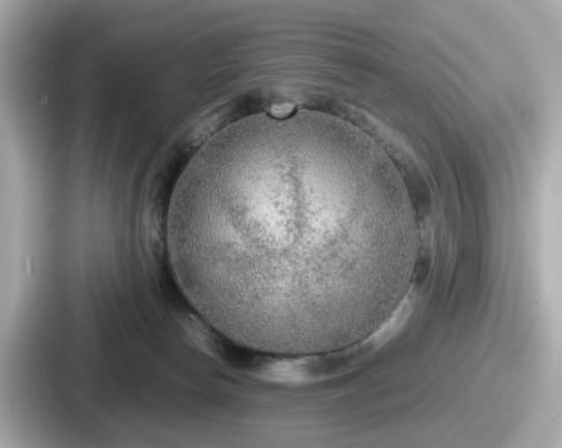 X0000087640178200705101055