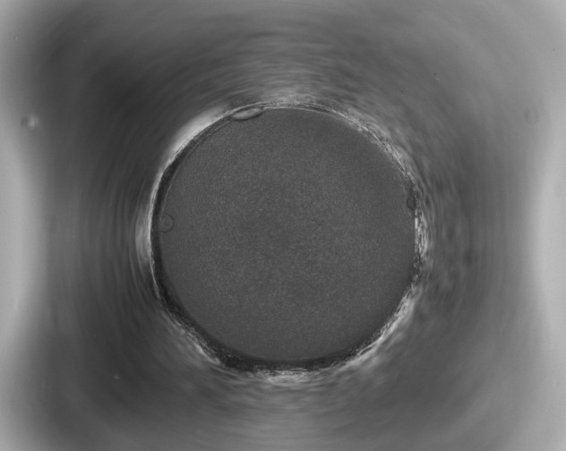 X0000087640196200705101054