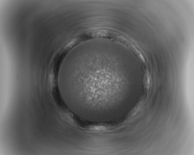 X0000087640224200705101054