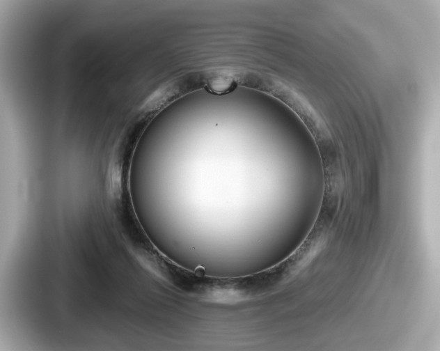 X0000087640262200705101053