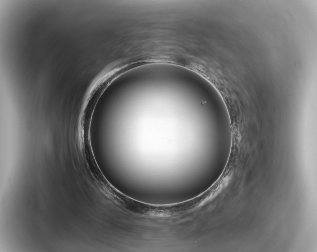 X0000087640294200705101053