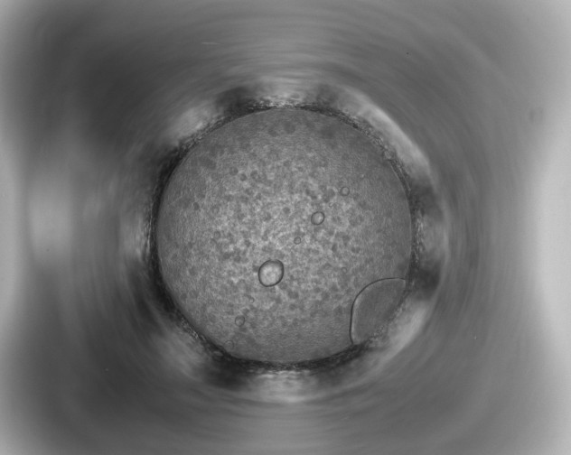 X0000087640499200705101050