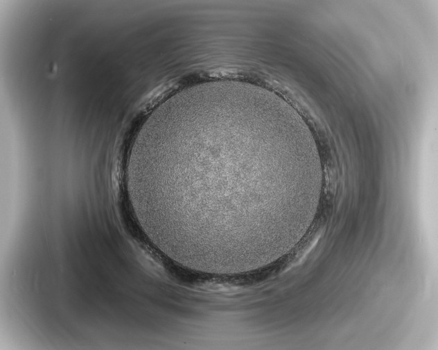 X0000087640648200705101048