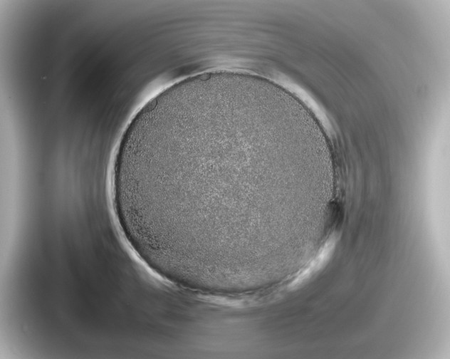 X0000087640999200705101044