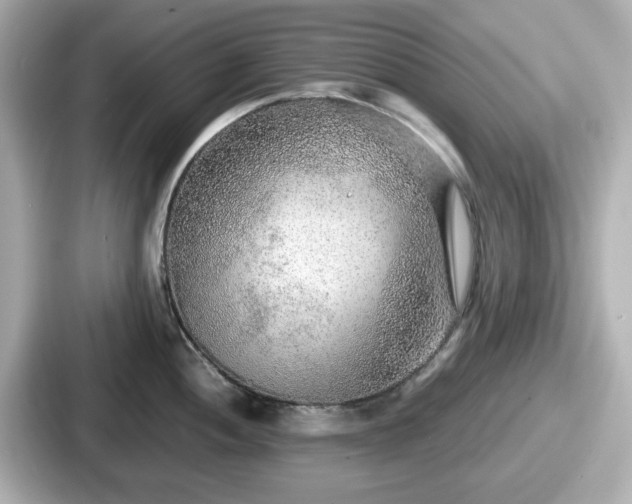 X0000087641052200705101044