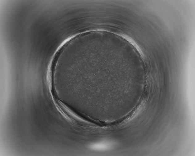 X0000087641127200705101042