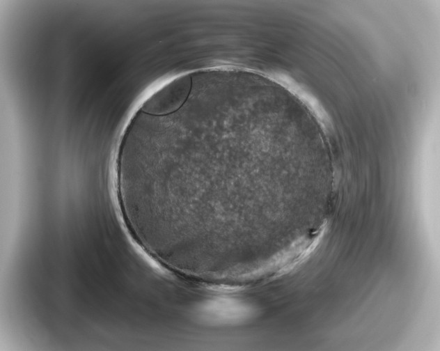 X0000087641239200705101041