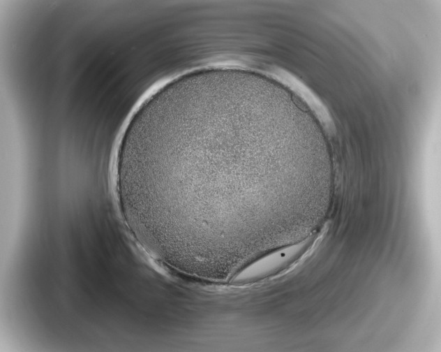 X0000087641240200705101041