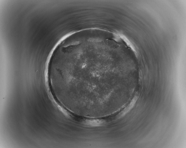 X0000087641331200705101040