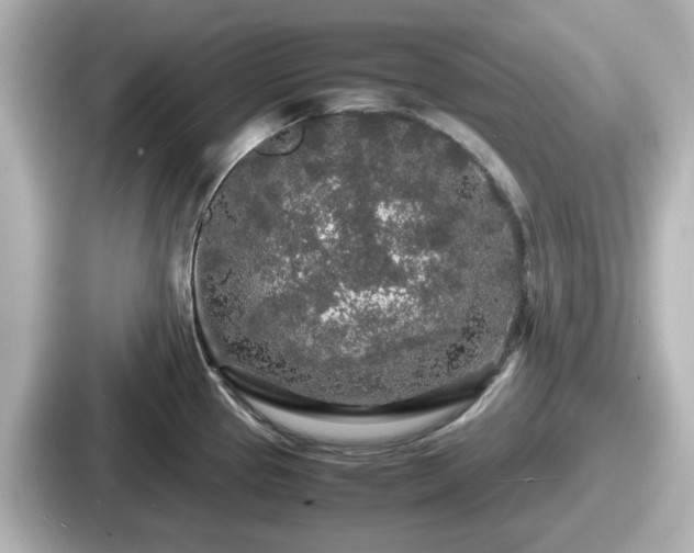 X0000087641337200705101040