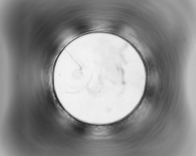 X0000087641338200705101040