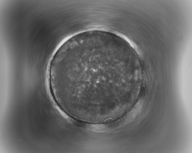 X0000087641383200705101039