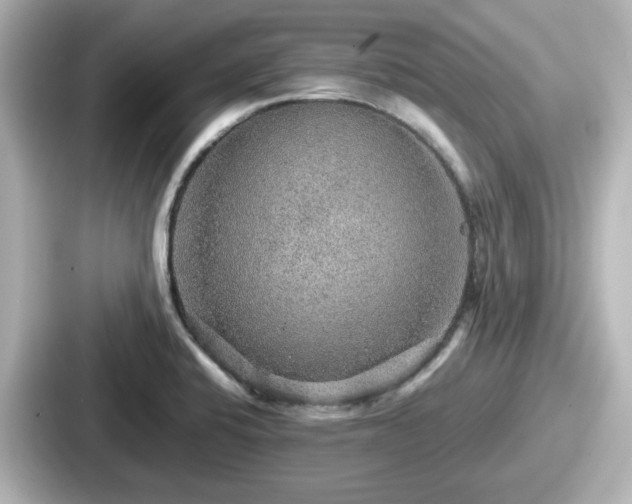 X0000087641424200705101038