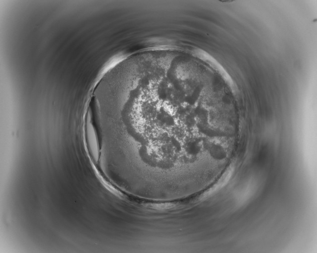 X0000087641425200705101038