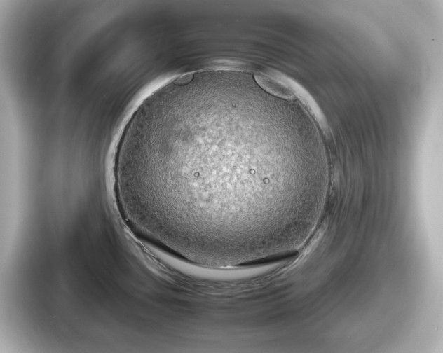 X0000087641435200705101039
