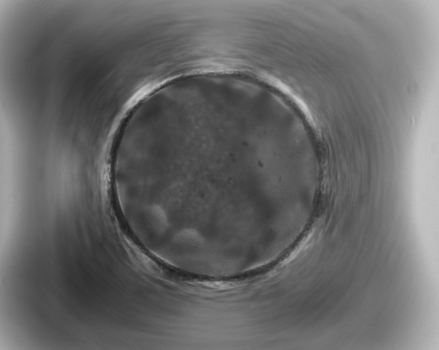 X0000087641459200705101038