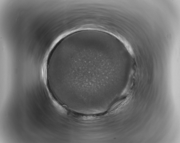 X0000087641515200705101037