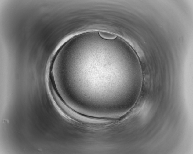 X0000087641523200705101037