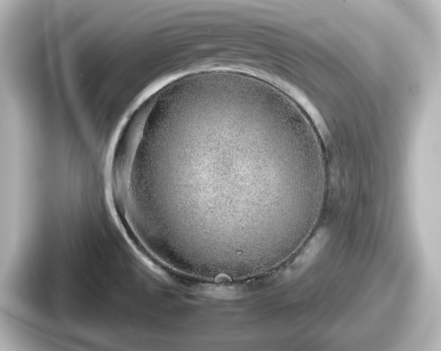 X0000087641525200705101037