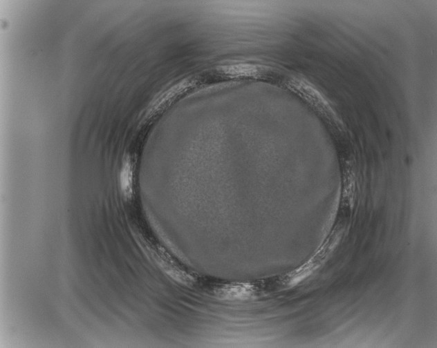 X0000087640124200705181535