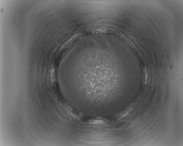 X0000087640224200705181533