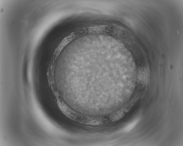 X0000087640431200705181530