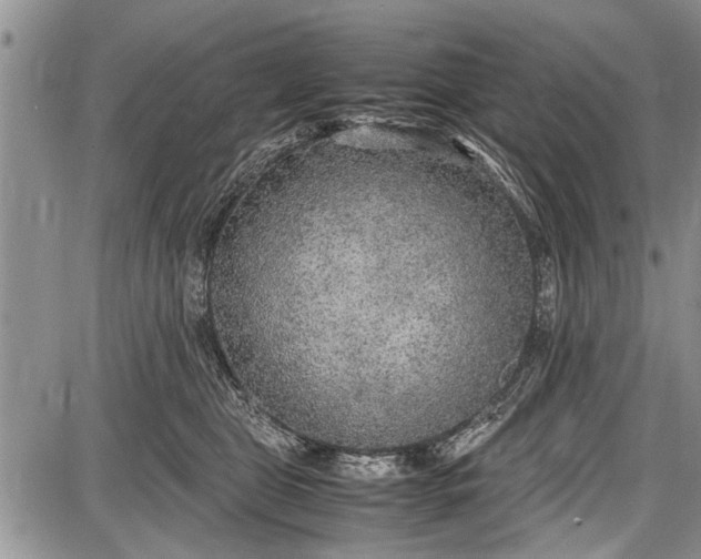 X0000087640469200705181530