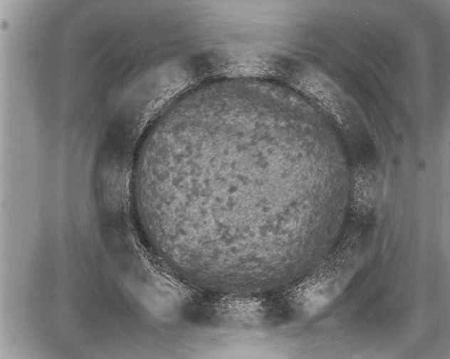 X0000087640491200705181529