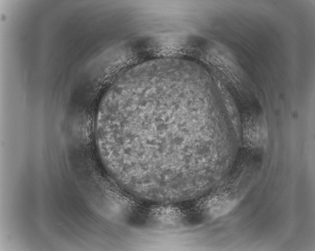 X0000087640503200705181529