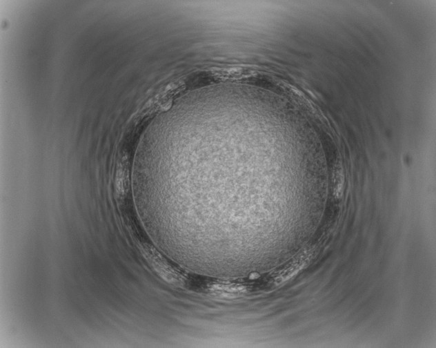 X0000087640515200705181529