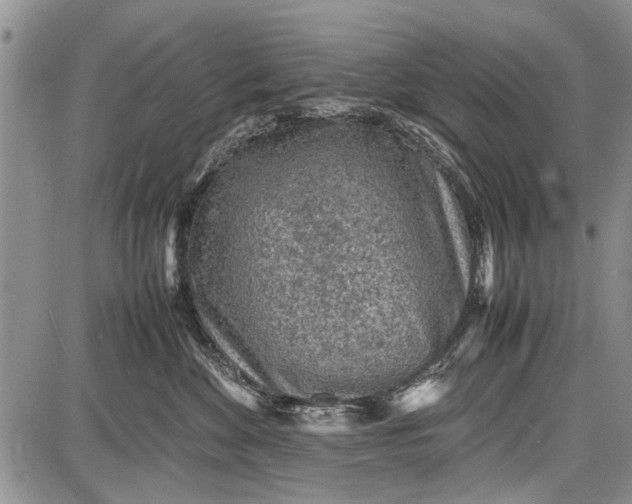 X0000087640524200705181528