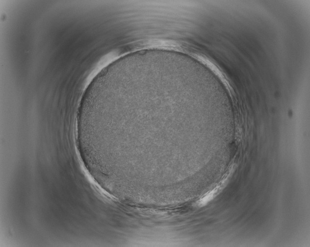 X0000087640999200705181521