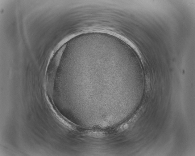 X0000087641525200705181513