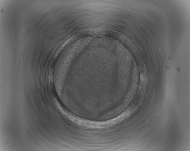 X0000087640048200705241250