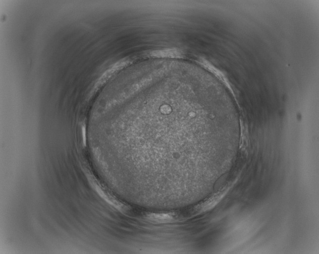 X0000087640061200705241250