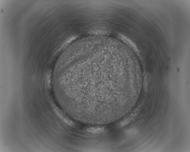 X0000087640065200705241250