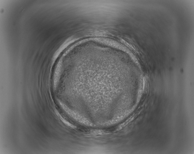 X0000087640195200705241248