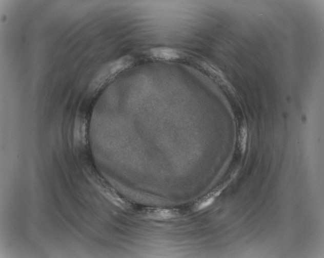 X0000087640330200705241246