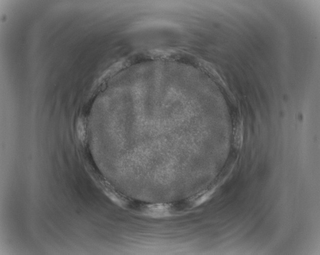 X0000087640335200705241246