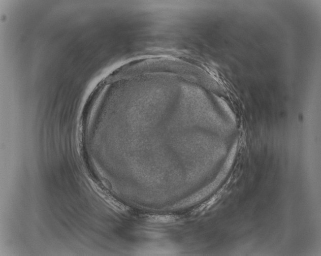 X0000087640342200705241245