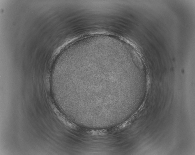 X0000087640345200705241245