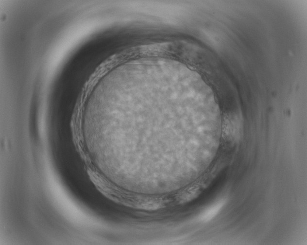 X0000087640431200705241244