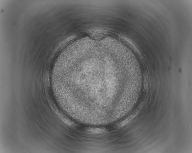 X0000087640453200705241244