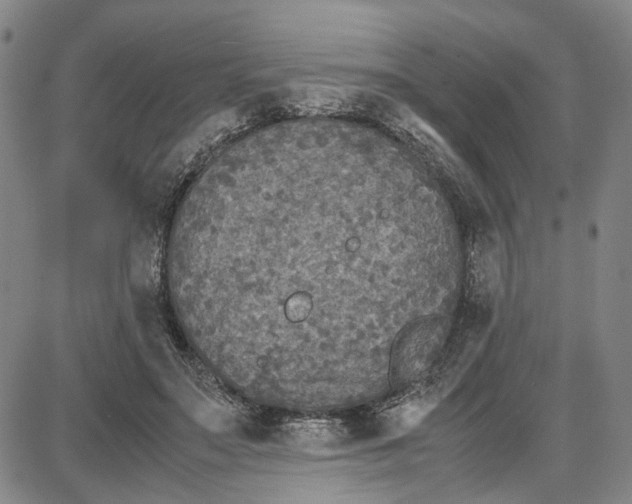 X0000087640499200705241243