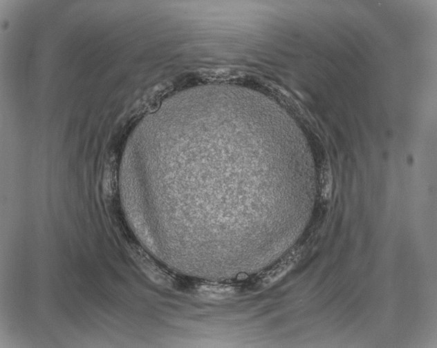 X0000087640515200705241243