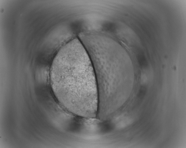 X0000087640527200705241243